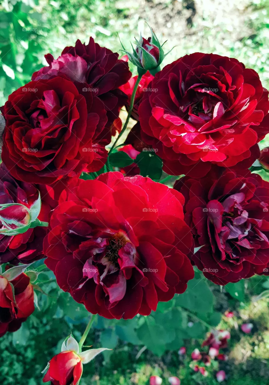 rose