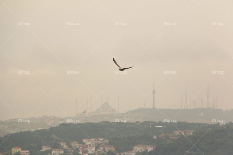 Seagull flying over the Istanbul skyline