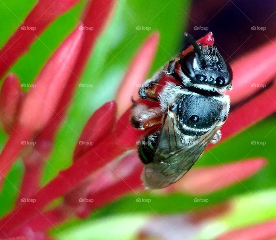 कीड़ा (Insect)