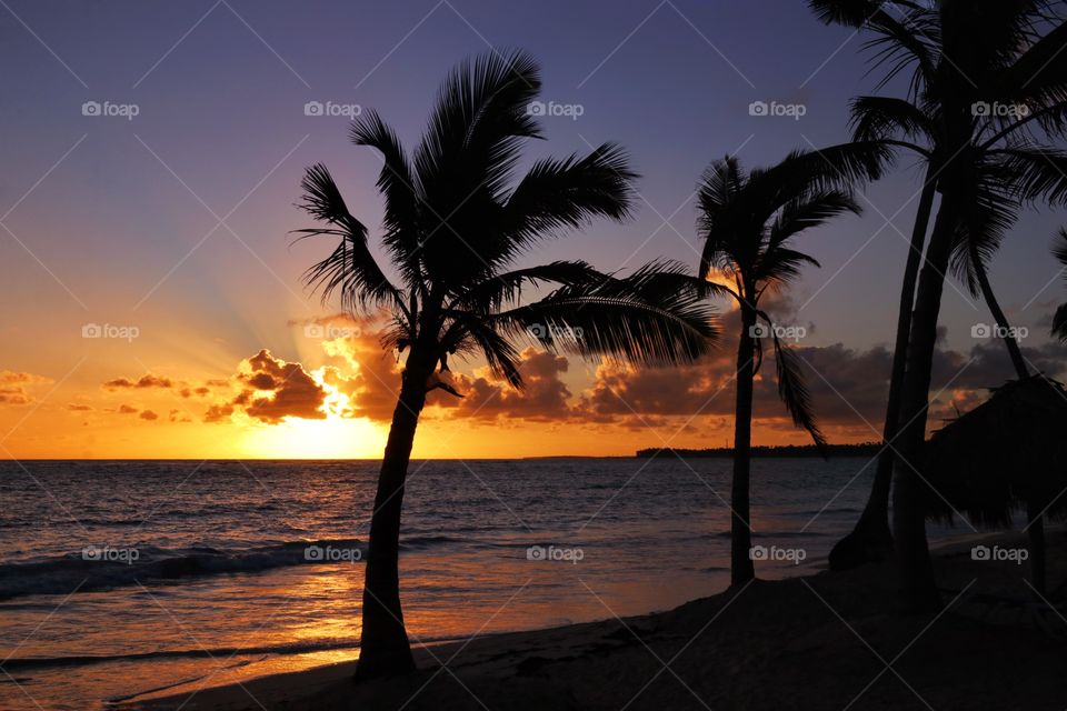 Silhouette of palm trees on the ocean at sunset