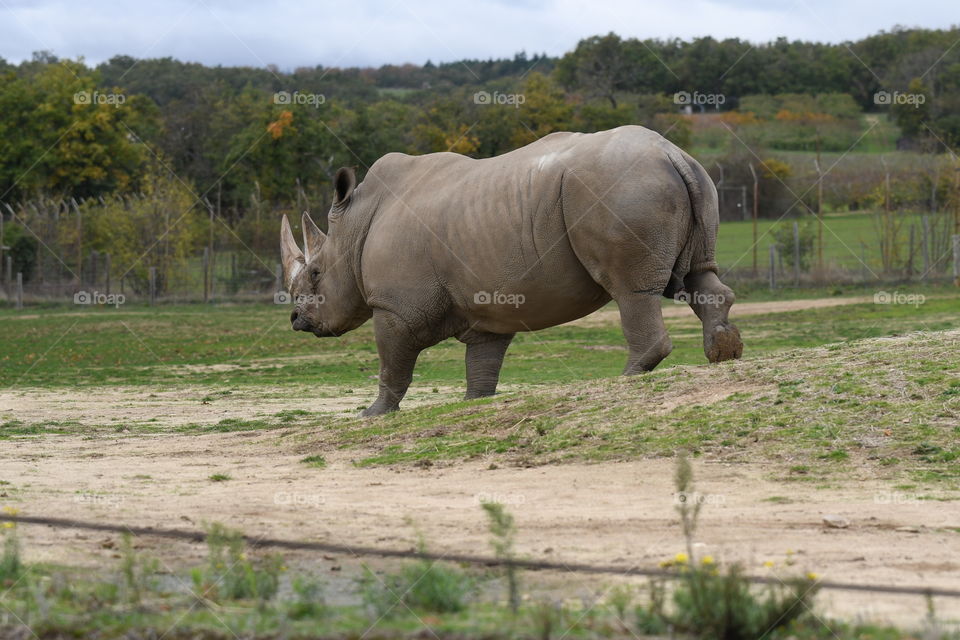 rhino