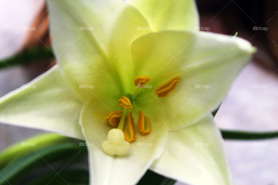 Closeup of the inside of an Easter lily. The beautiful and fragrant lily is a symbol of spirituality, hope and life. 