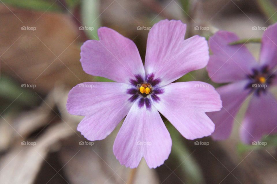 Purple and white fresh petals blooming in springtime