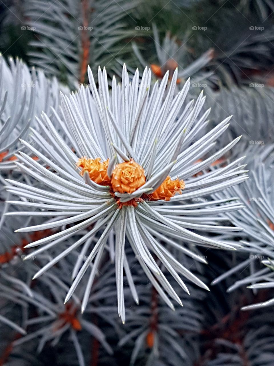 Blue branch of pine with cones