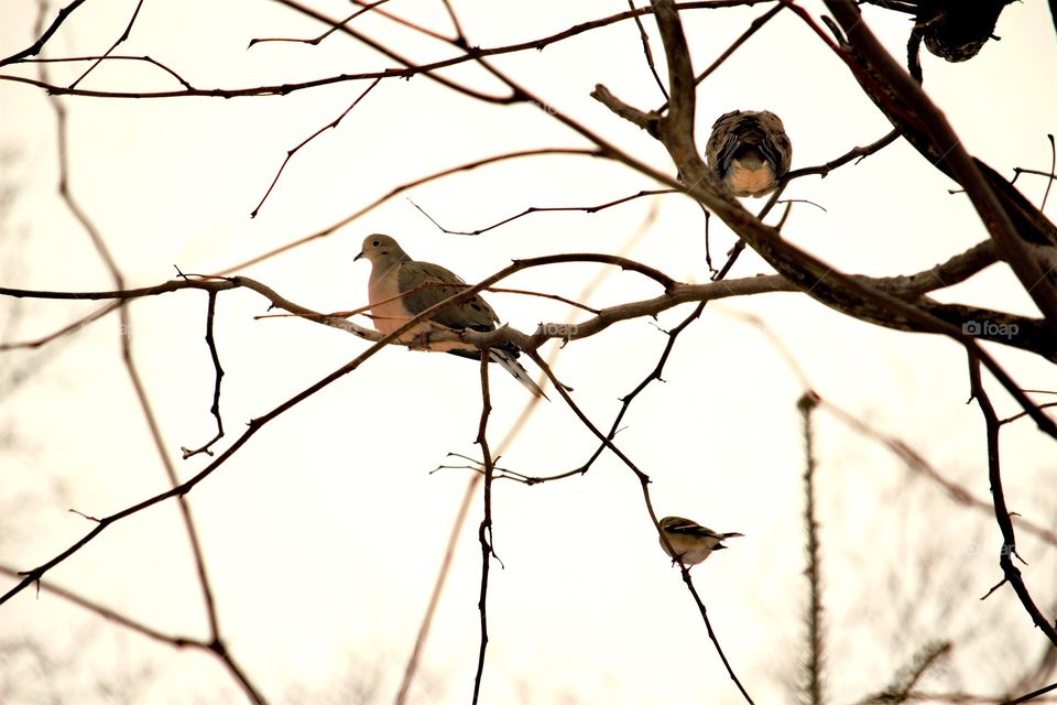 Birds perching on tree branch