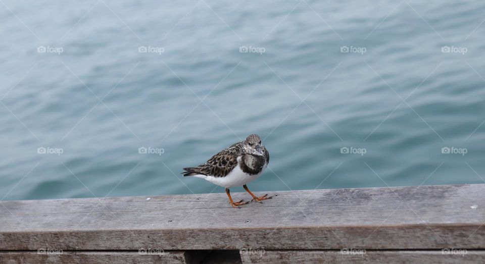 wildlife at the beach