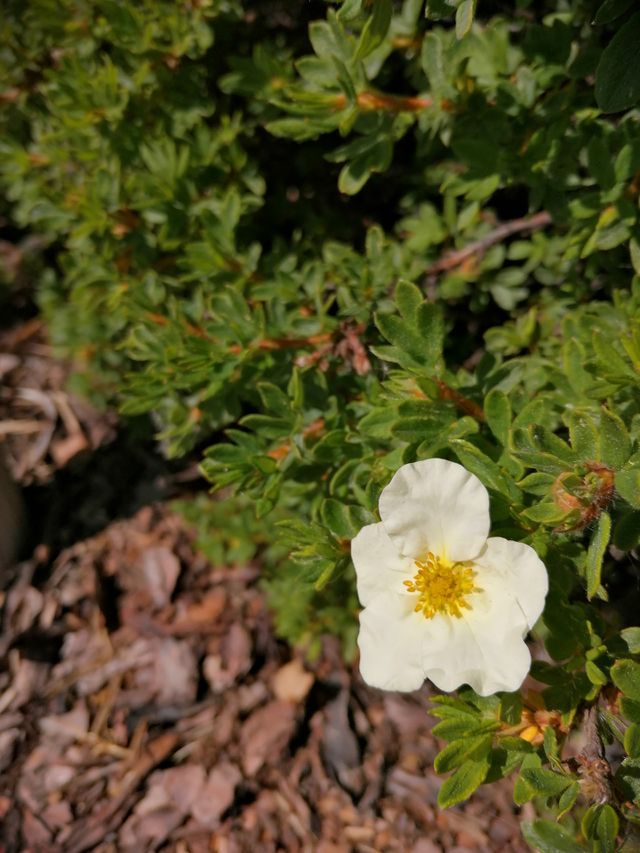 a garden