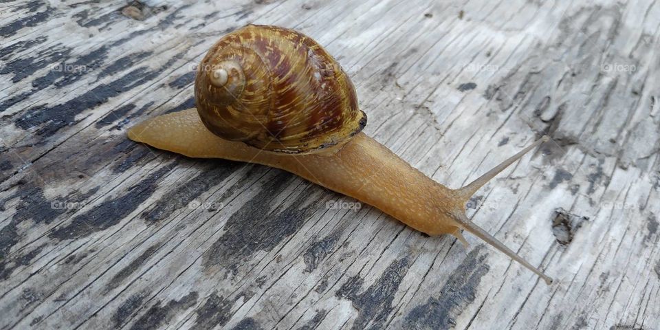 A very slow snail on my old table in the yard