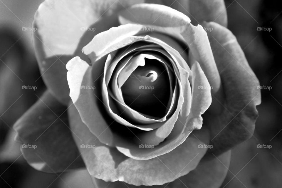 black and white rose