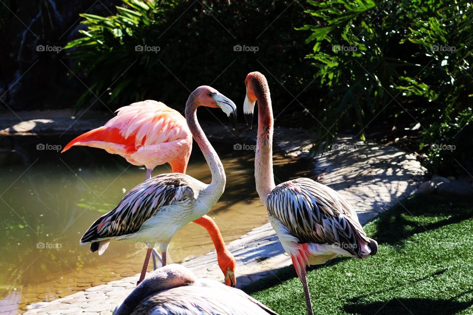 Two flamingo birds almost making a heart shape with their necks and head