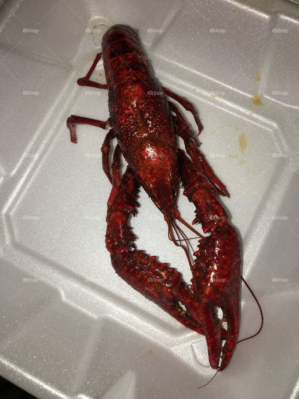 Big crawfish 