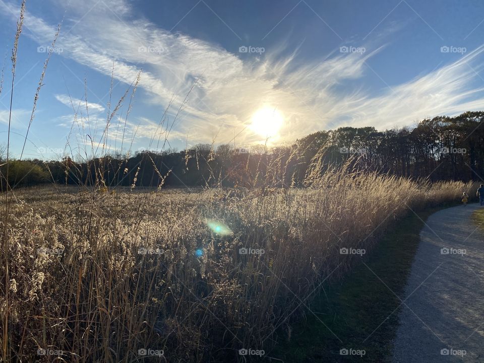 Beautiful walk through a meadow and woods