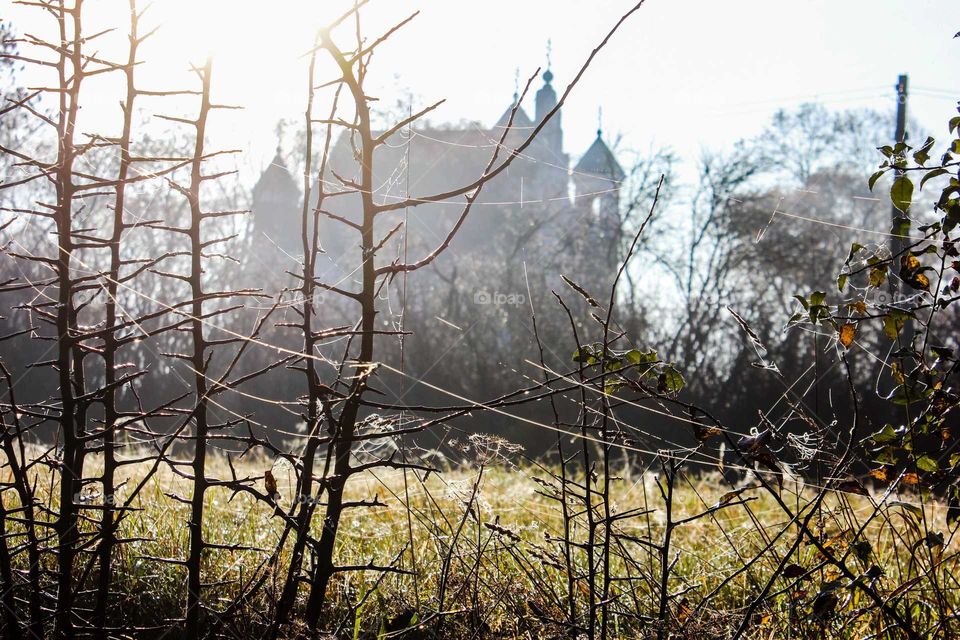 cobweb on the branches