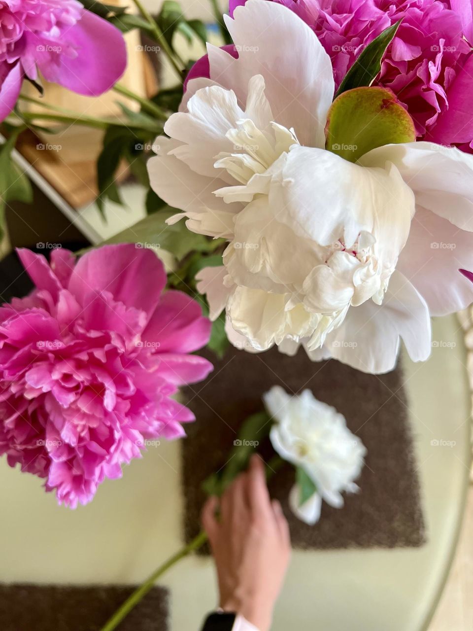 Beautiful bouquet of peonies.  Minimalist photo of flowers with hand
