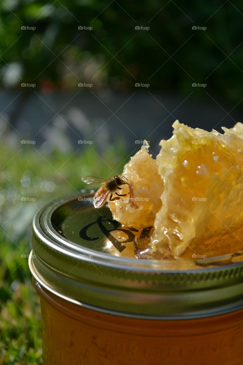 Honeybee photo bombing picture of harvested honey.