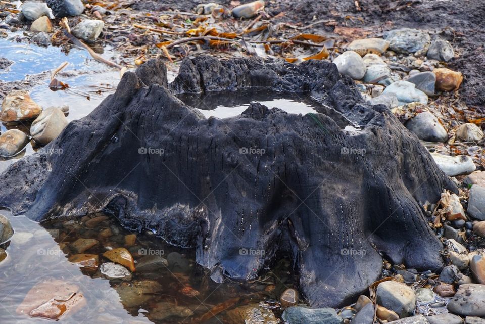 Petrified Tree Stump on Redcar Beach visible after a storm