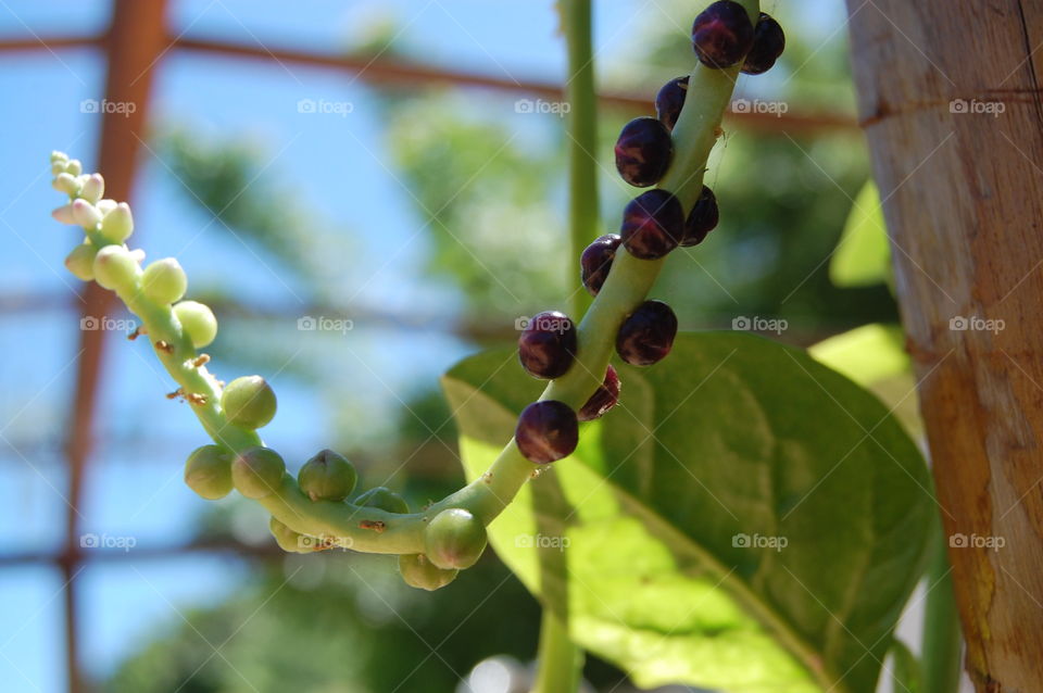Seeds purple of spinach 