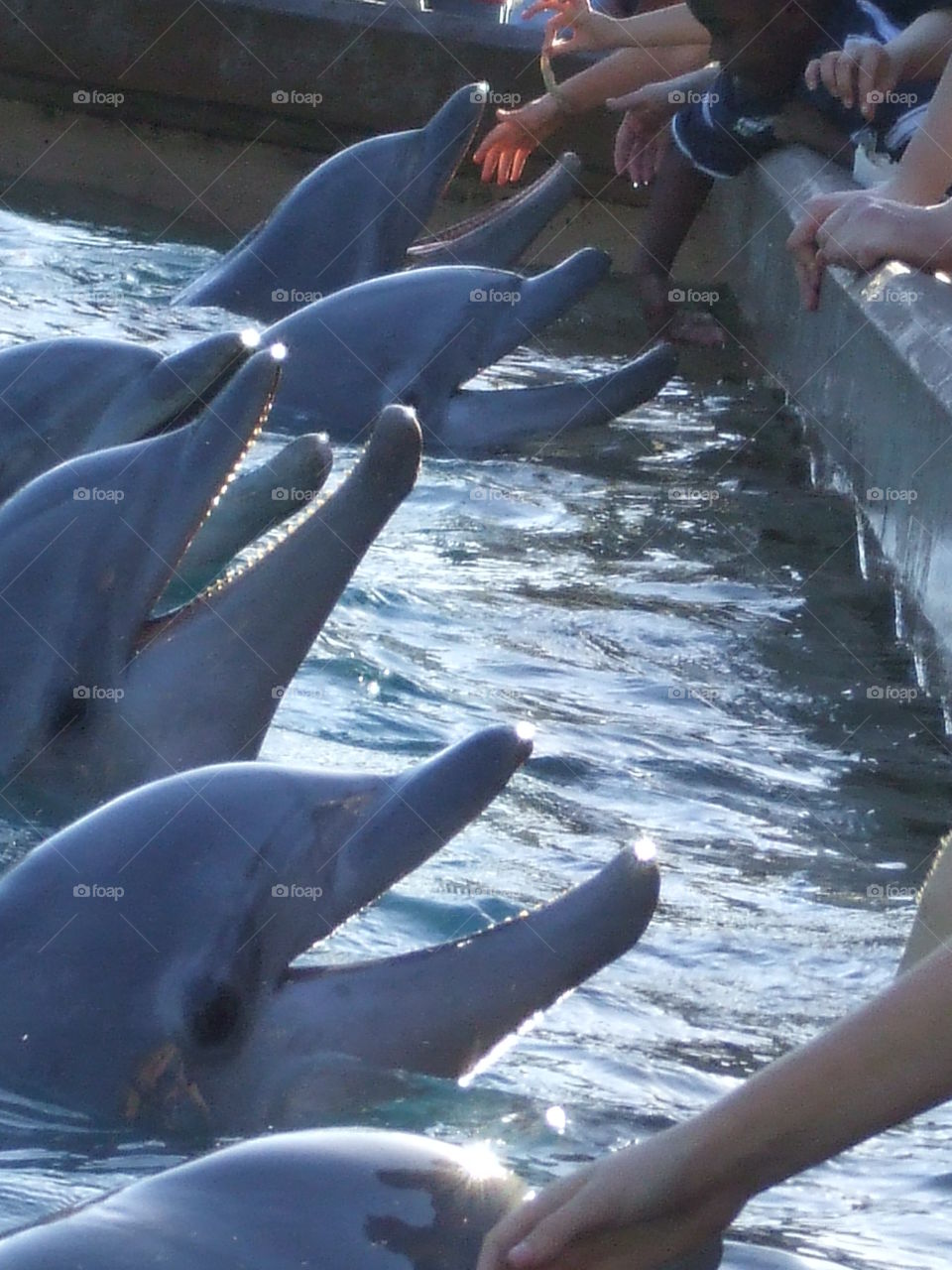 Smiles... . happy dolphins being fed 
