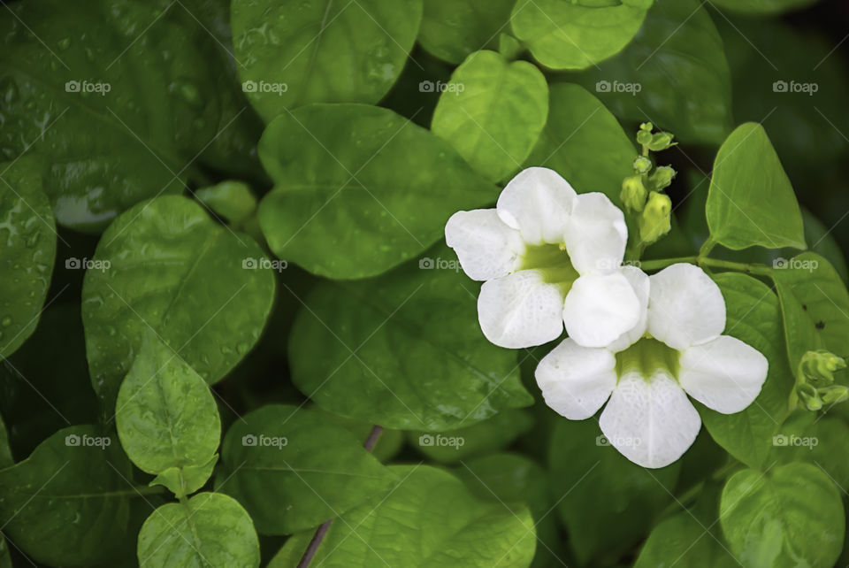 animal, flower, garden, rain, colorful, white, butterfly, insect, beauty, water drops