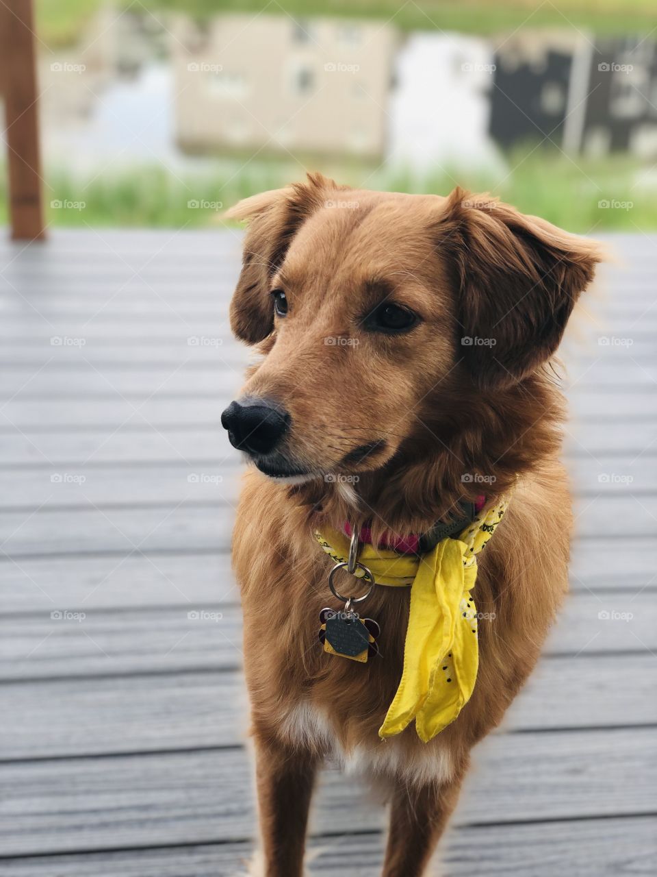 Rescue dog, Audrey Pearl, enjoys time on the family deck.