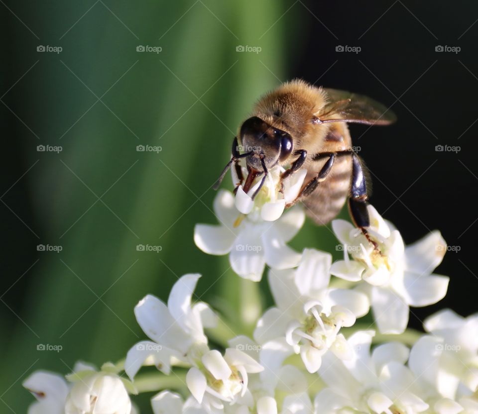 Bee on white flowers 