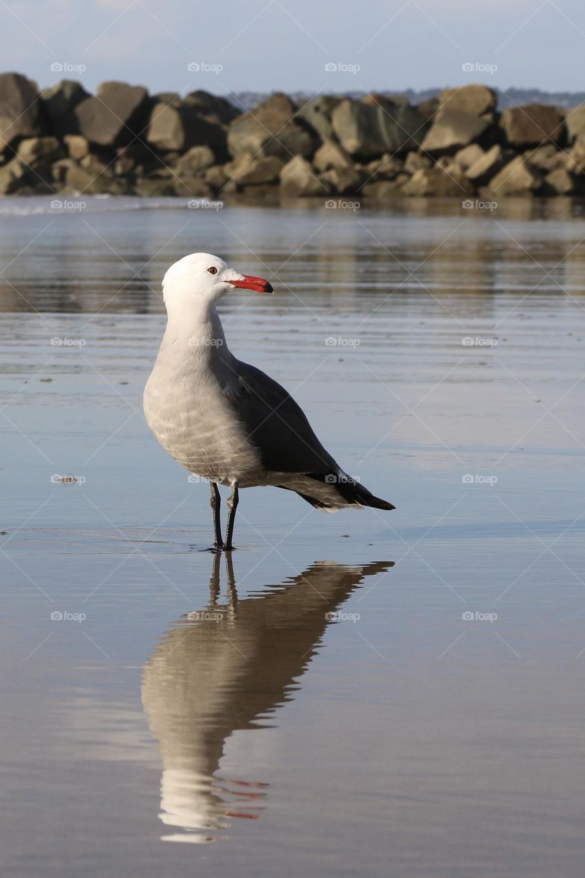 The beach is a perfect spot for a Heermann’s gull to take pause on a bright summer day at Ocean Beach, California 