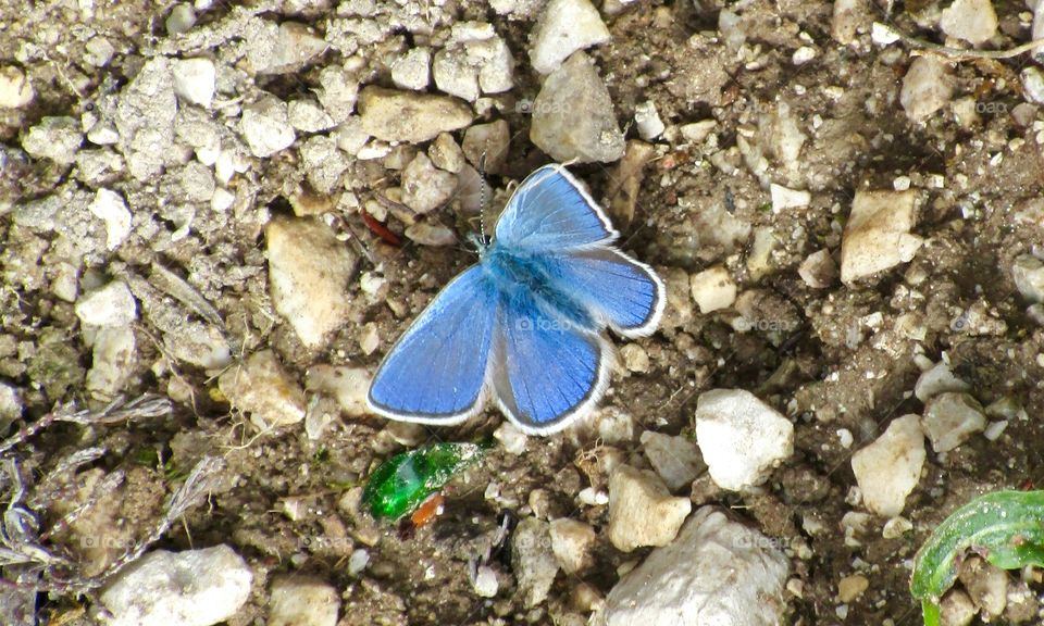 High angle view of blue Lycaenidae butterfly