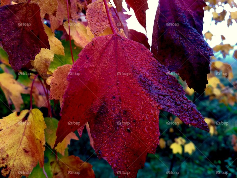 Closeup of fall 