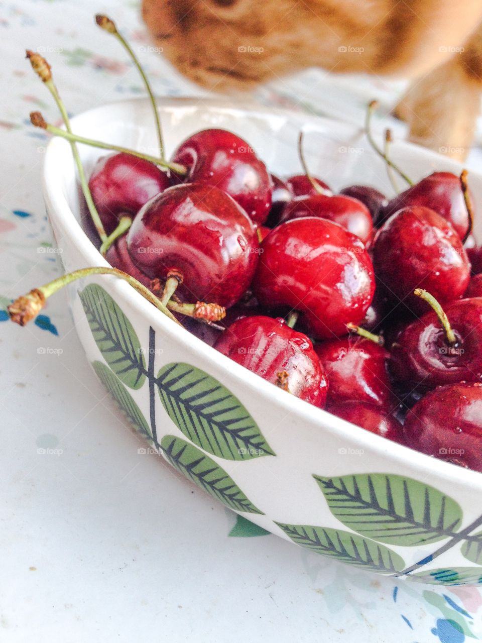 cherries and paws