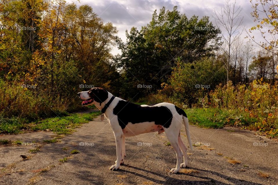 Side view of a dog standing on road