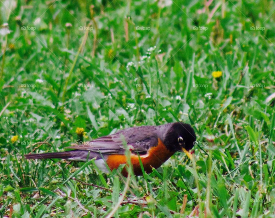 A robin listens carefully while finding worms 