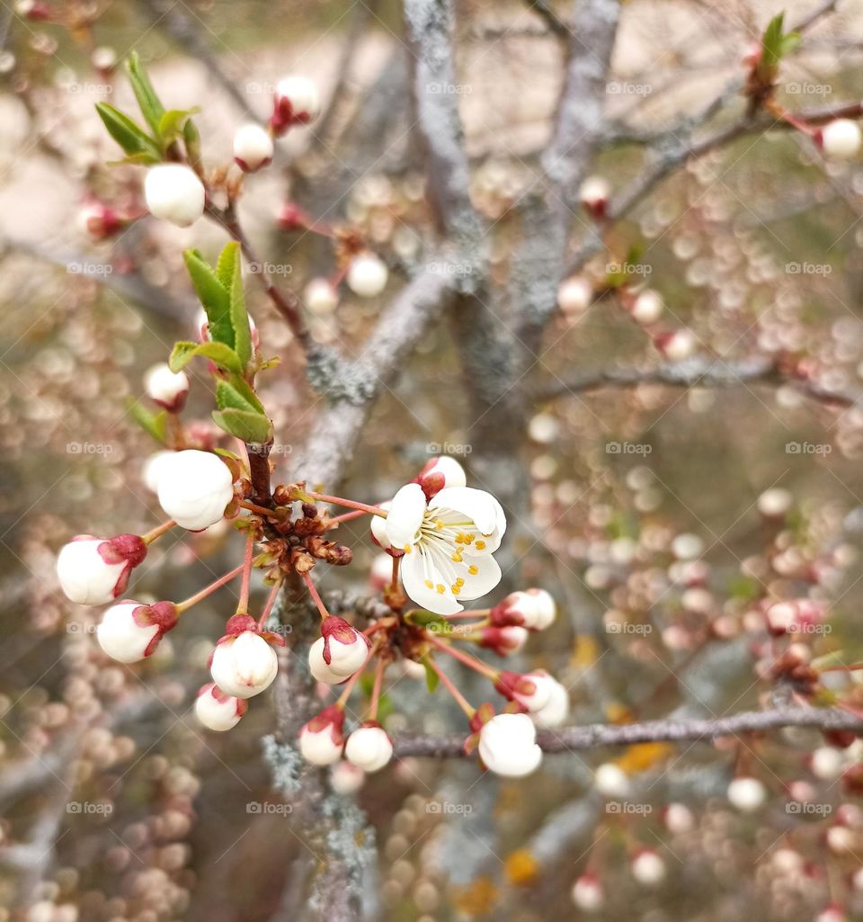 spring beautiful flowers mobile photography