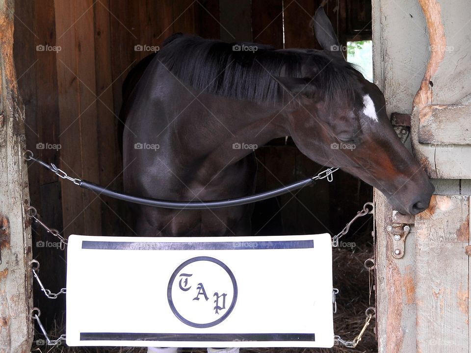 StopCharging Maria. An anxious Stopchargingmaria, a black filly the morning before winning the Coaching Club American Oaks at Saratoga.