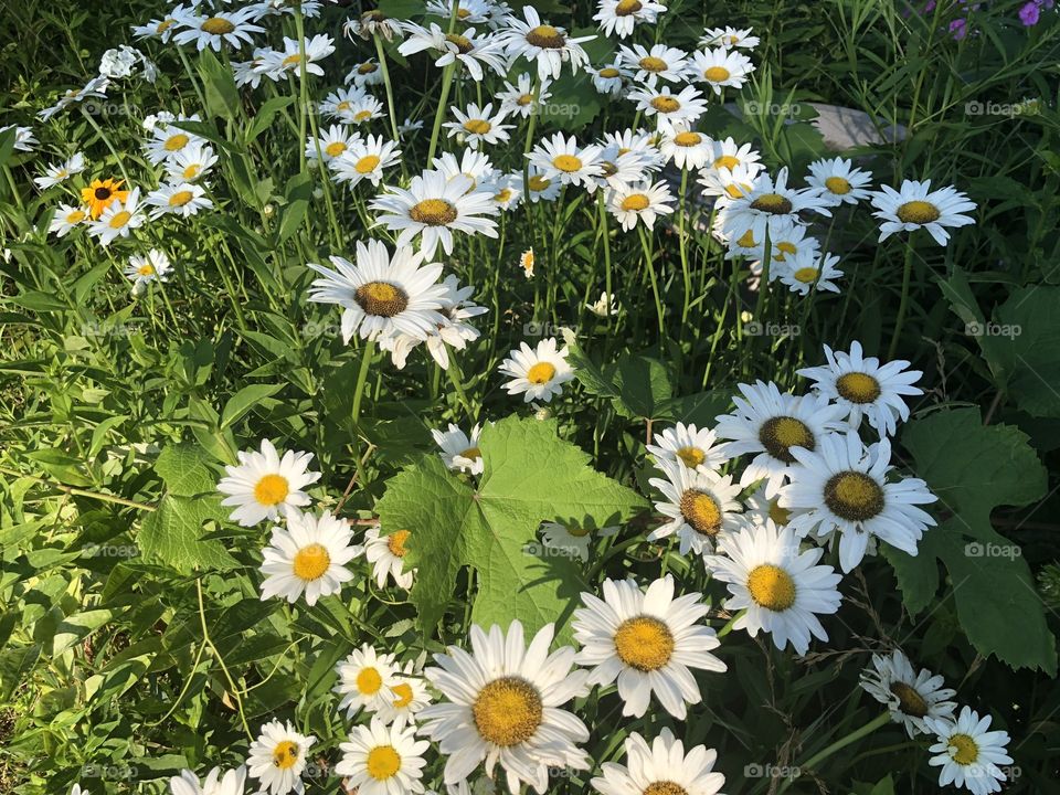 Daisies in bloom