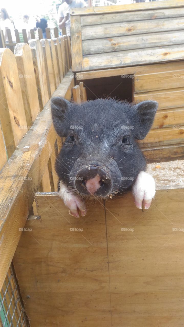 cute pig looks at you