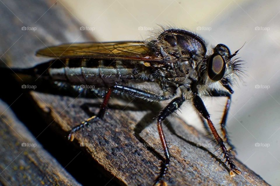 Mosquito Macro