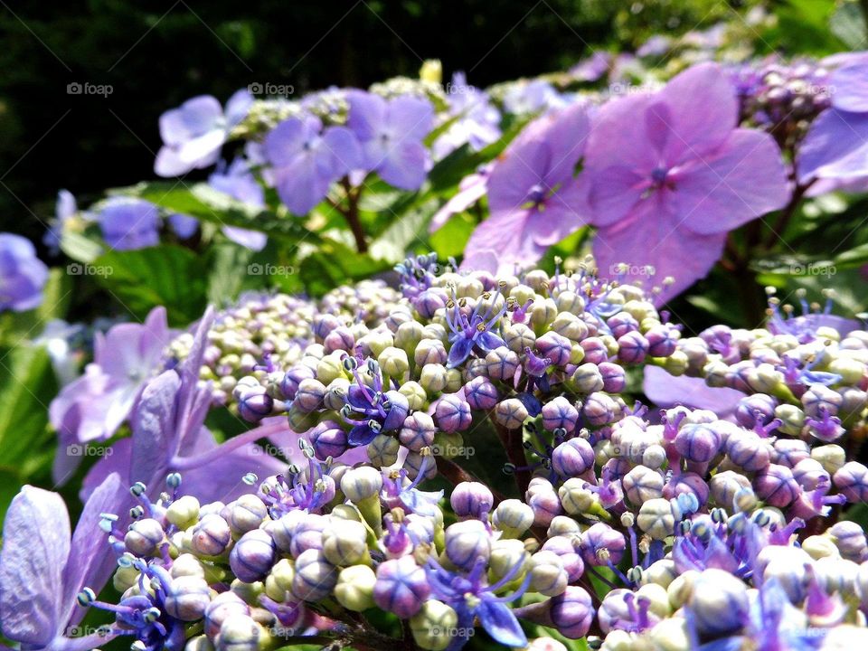 Japanese garden in Wroclaw city