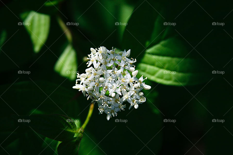 Spring blooming 