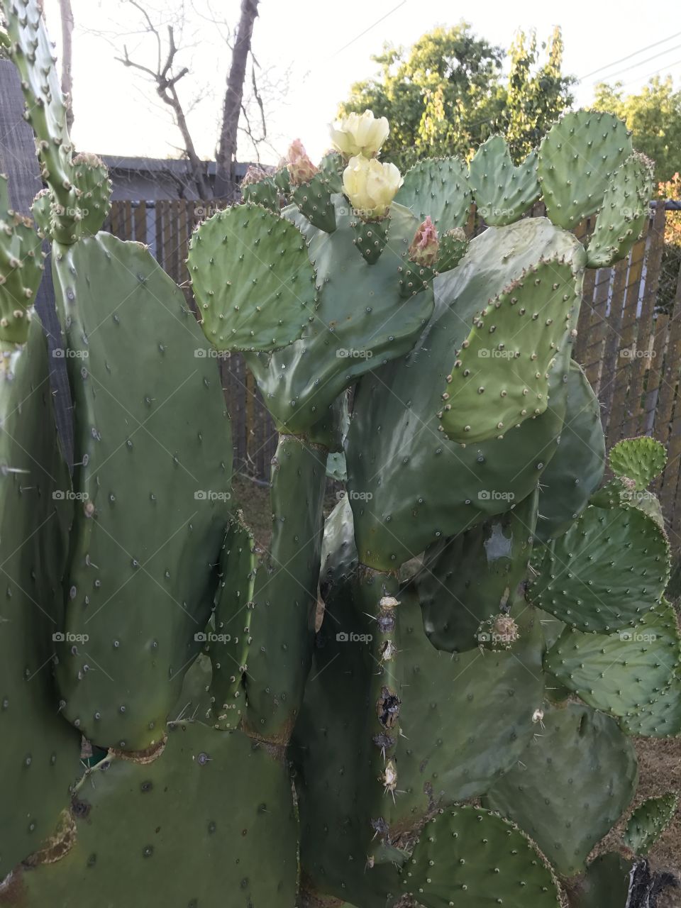 Cactus, Succulent, Spine, Prickly, Sharp