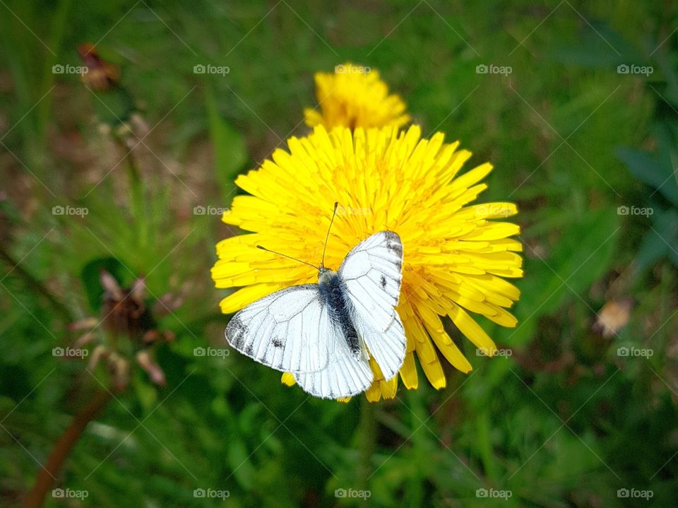 butterfly and dandelion