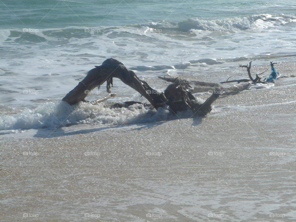 Driftwood