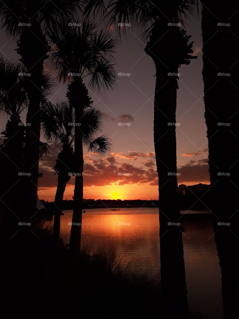 An orange and golden sunset through the trees and over the lake at Cranes Roost Park.