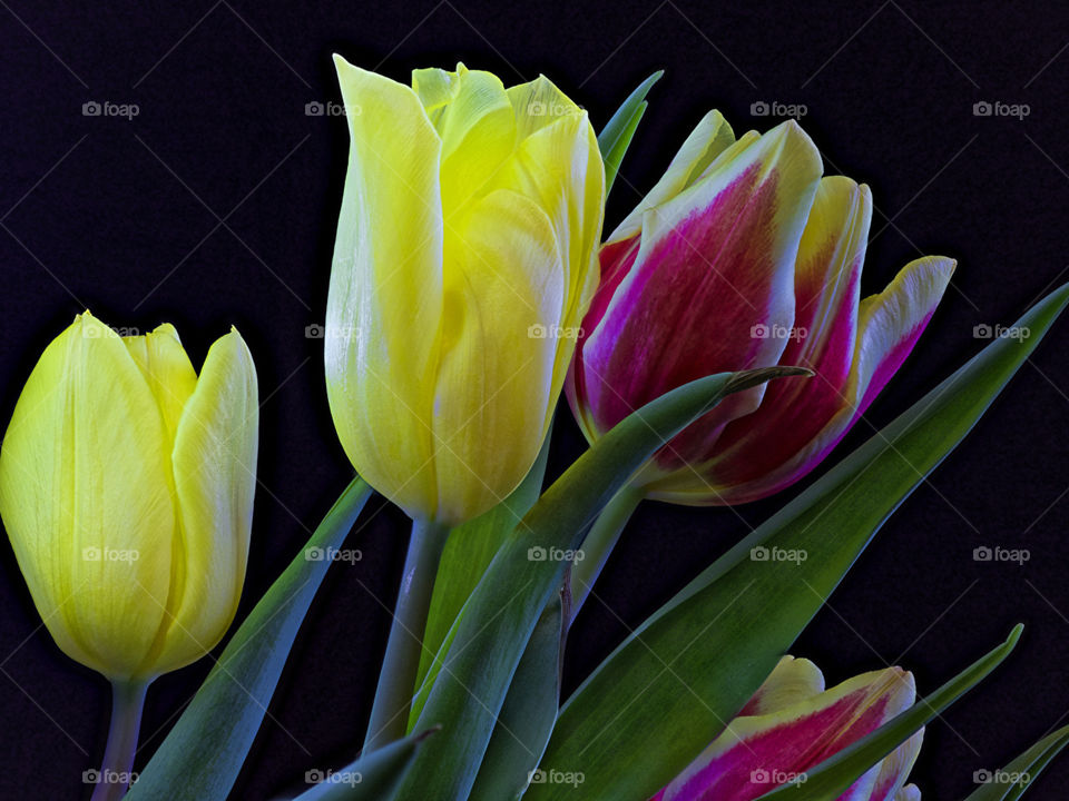 colours of tulip
