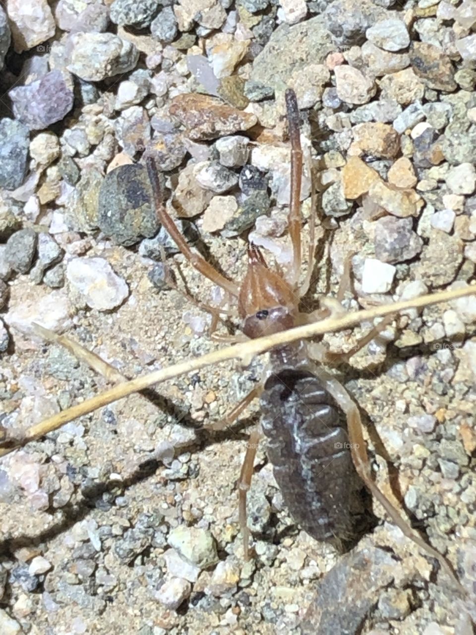 Camel Spider in Quartzsite Arizona 