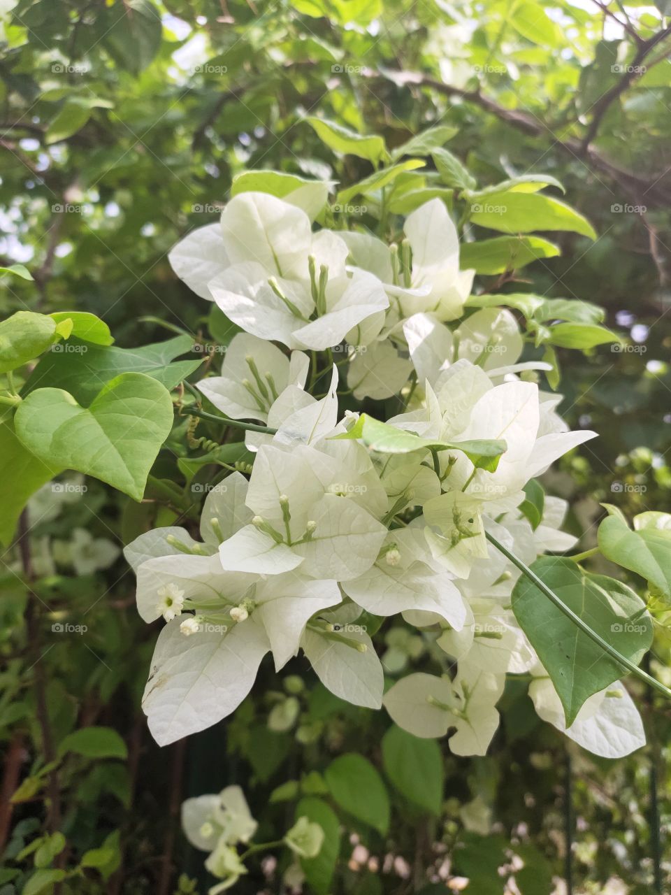 White Rose Flower among Green leafs....