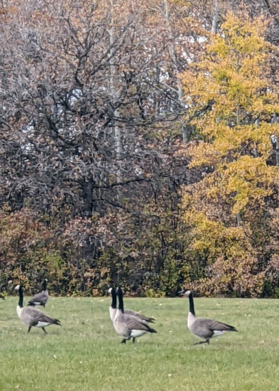 Five Canada geese in the park