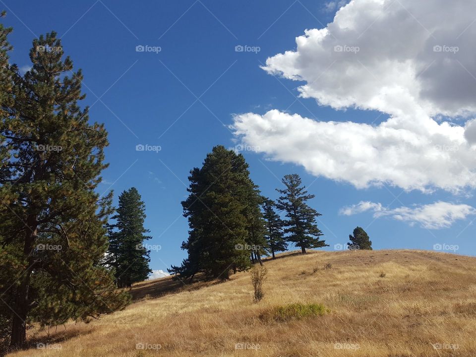 grassy knoll looks up to a blue sky and puffy white clouds,  green evergreens stand out against summer skies
