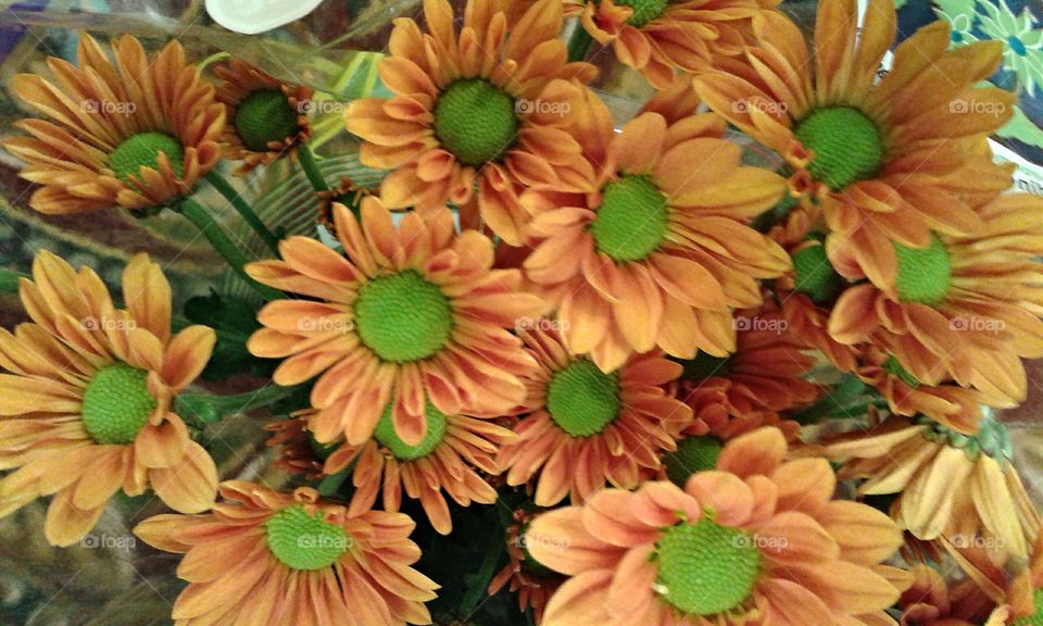 Orange Daisys.  I just adore the green button centers