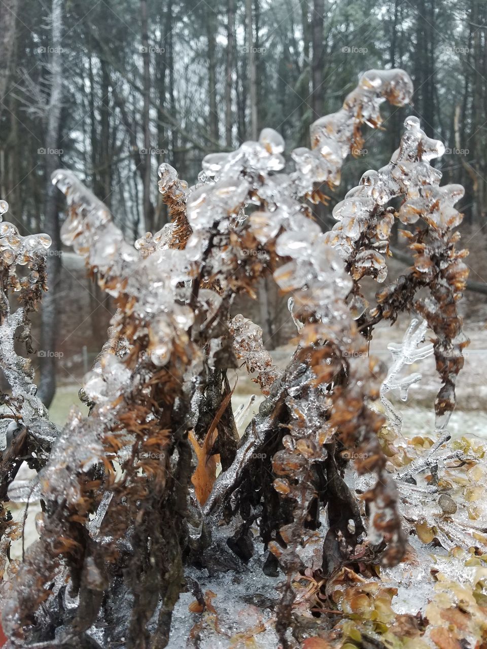 Winter Ice On A Plant