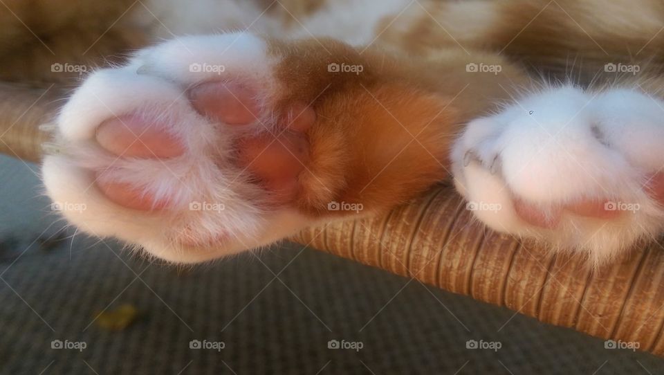 Paws